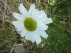 Scentless Mayweed (Matricaria perforata)