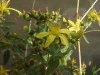 Hairy St John's Wort (Hypericum hirsutum)