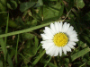 Daisy (Bellis perennis)