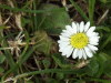 Daisy (Bellis perennis)