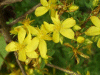 Hairy St John's Wort (Hypericum hirsutum)
