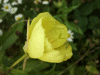 Large-Flowered Evening Primrose (Oenothera glazoviana)