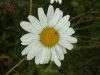 Oxeye daisy (Leucanthemum vulgare) (syn. Chrysanthemum leucanthemum)