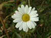 Oxeye daisy (Leucanthemum vulgare) (syn. Chrysanthemum leucanthemum)