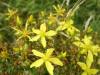 Hairy St John's Wort (Hypericum hirsutum)