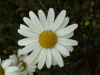 Oxeye daisy (Leucanthemum vulgare) (syn. Chrysanthemum leucanthemum)