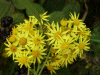 Oxford Ragwort (Senecio squalidus)