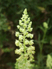 Wild Mignonette (Resida lutea)