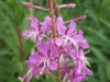 Rosebay Willowherb (Chamerion angustifolium)