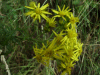 Oxford Ragwort (Senecio squalidus)