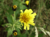 Hawkweed Ox-tongue (Picris hieracioides)