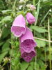 Digitalis Purpurea (ordinary wild foxglove)