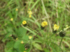 Hawkweed Ox-tongue (Picris hieracioides)