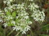 Hogweed (Heracleum sphondylium)