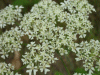 Hogweed (Heracleum sphondylium)