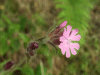 Red Campion (Silene dioica)