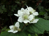 Bramble/Blackberry flower (Rubus fruticosus agg)