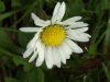 Daisy (Bellis perennis)