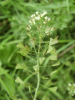 Shepherd's-Purse (Capsella bursa-pastoris)