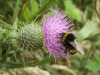 Bee on Spear Thistle (Cirsium vulgare)