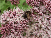 Hemp Agrimony (Eupatorium cannabinum)