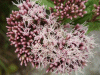 Hemp Agrimony (Eupatorium cannabinum)