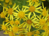 Common Ragwort (Senecio jacobaea)