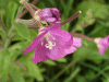 Great Willowherb (Epilobium hirsutum)