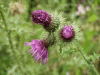 Welted Thistle (Carduus crispus)