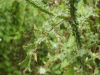 Welted Thistle (Carduus crispus)