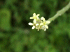 Hedge Mustard (Sisymbrium officinale)