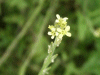Hedge Mustard (Sisymbrium officinale)