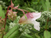 Policeman's Helmet/Himalayan Balsam (Impatiens glandulifera)