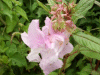 Policeman's Helmet/Himalayan Balsam (Impatiens glandulifera)