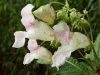 Policeman's Helmet/Himalayan Balsam (Impatiens glandulifera) 