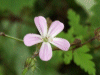 Herb-Robert (Geranium robertianum)