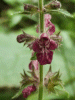 Hedge Woundwort (Stachys sylvatica)