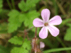 Herb-Robert (Geranium robertianum)