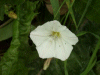 Field Bindweed (Convolvulus arvensis)