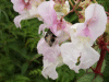 Bee and Policeman's Helmet/Himalayan Balsam (Impatiens glandulifera)