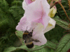Bee and Policeman's Helmet/Himalayan Balsam (Impatiens glandulifera)