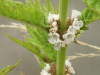 Gipsywort (Lycopus europaeus)