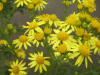 Common Ragwort (Senecio jacobaea)