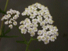 Yarrow (Achillea millefolium)