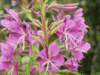 Rosebay Willowherb (Chamerion angustifolium)