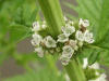 Gipsywort (Lycopus europaeus)