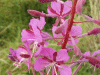 Rosebay Willowherb (Chamerion angustifolium)