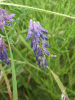 Tufted Vetch (Vicia cracca)