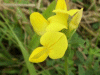 Common Bird's-foot trefoil (Lotus corniculatus)