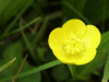 Meadow Buttercup (Ranunculus acris)